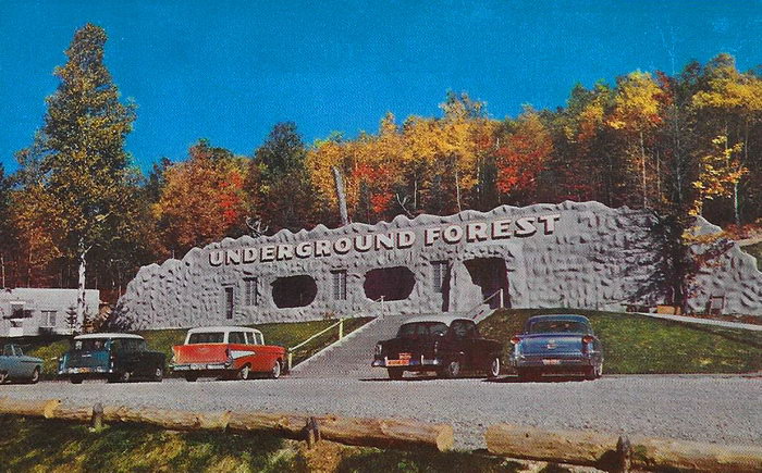 Underground Forest - OLD POSTCARD